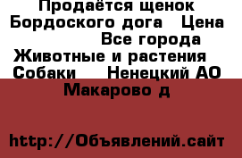 Продаётся щенок Бордоского дога › Цена ­ 37 000 - Все города Животные и растения » Собаки   . Ненецкий АО,Макарово д.